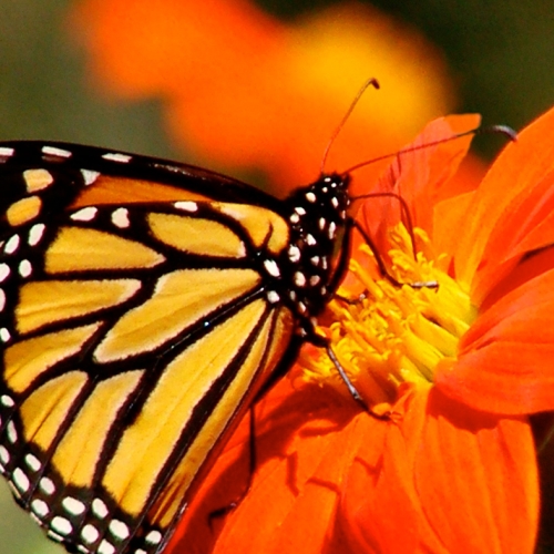 Adult Ed Horticulture Pollinator Container