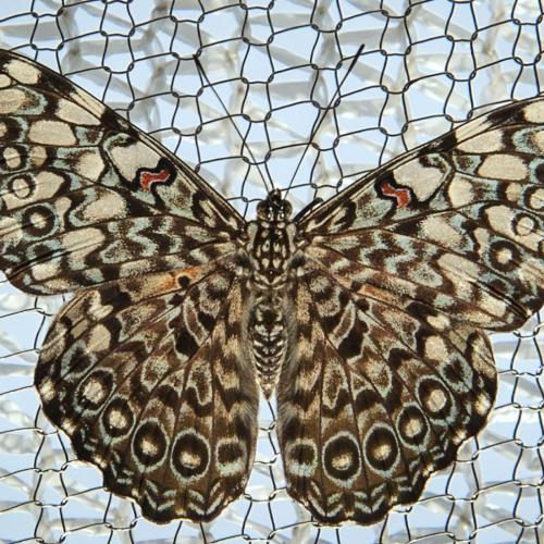 Grey cracker butterfly