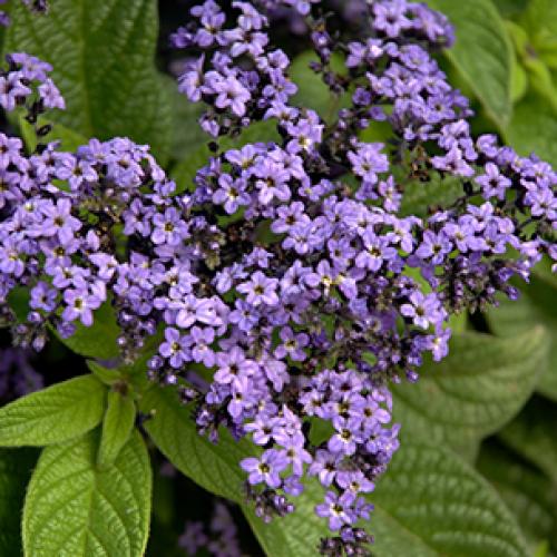 Heliotrope arborescens