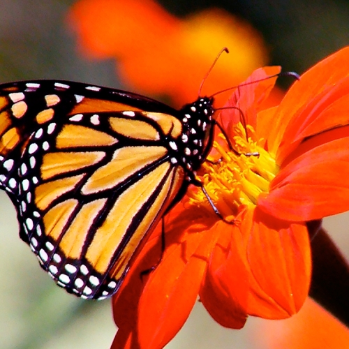 Photography Class – Photographing Butterflies & Blooms
