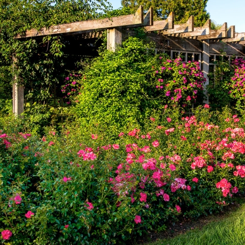 Photographing the Rose Garden – Photography Class