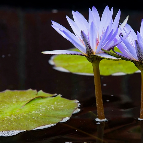 Photographing Waterlilies – Photography Class