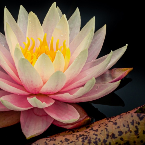 Adult Ed Photography Lightroom-1