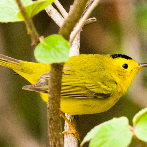 Adult Ed Birding Beginning Bird Walk Dixon Prairie
