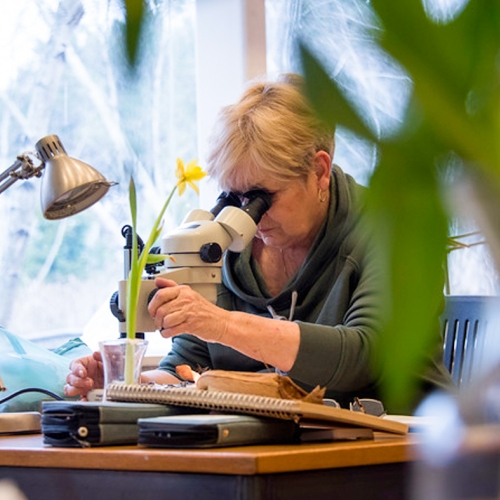 Adult Ed Botanic Arts Botany for Botanical Artists