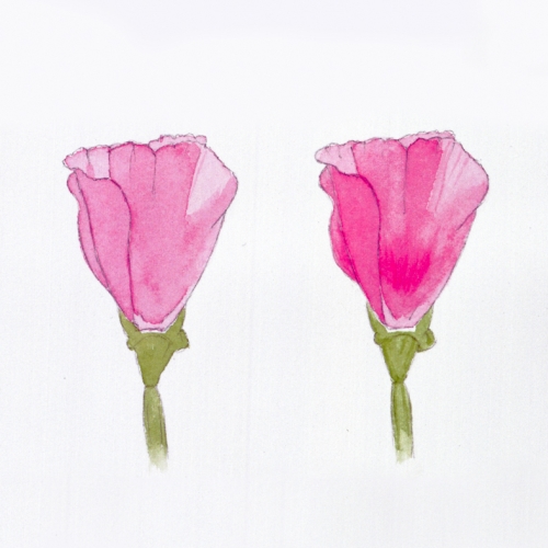 Adult Ed Botanic Watercolor