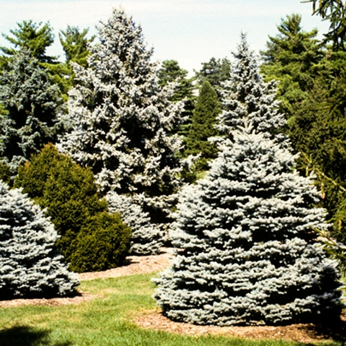 Adult Ed Horticulture Conifers and Broad-leaved Evergreens