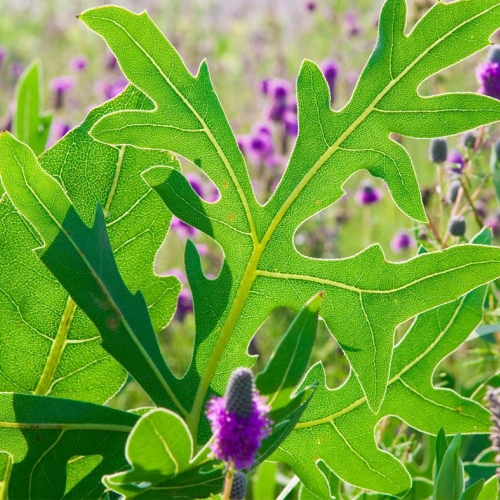 Adult Ed Horticulture Knockout Native Plants