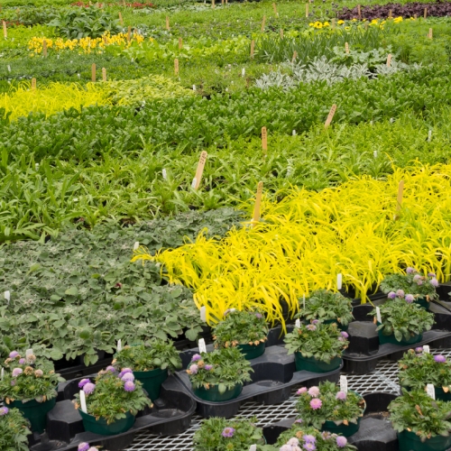 Adult Ed Horticulture Plant Propagation Basics 