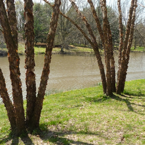 Adult Ed Horticulture Resilient Trees in a Changing Climate