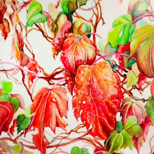 Adult Ed Botanic Arts Climbing Plants in Colored Pencil
