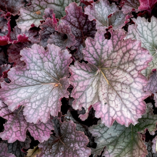 Glorious Ground Covers – Horticulture Class