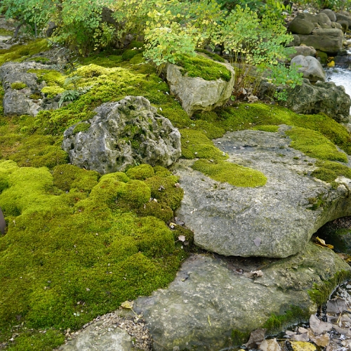 The Moss Garden – Horticulture Class