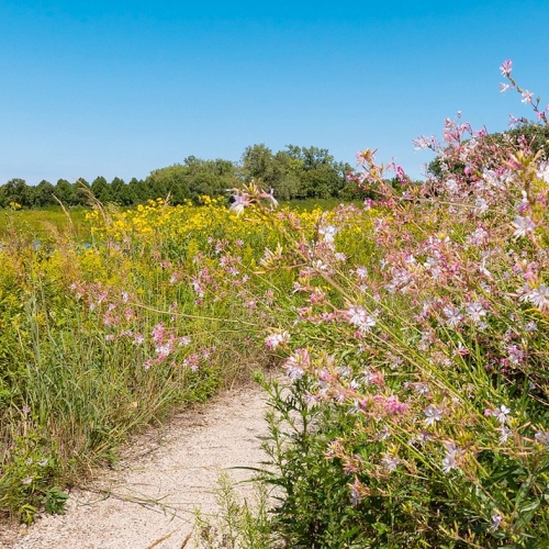 Prairie Walk & Talk – Nature and Birding Class