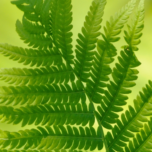 Adult Ed Botanical Arts Fern