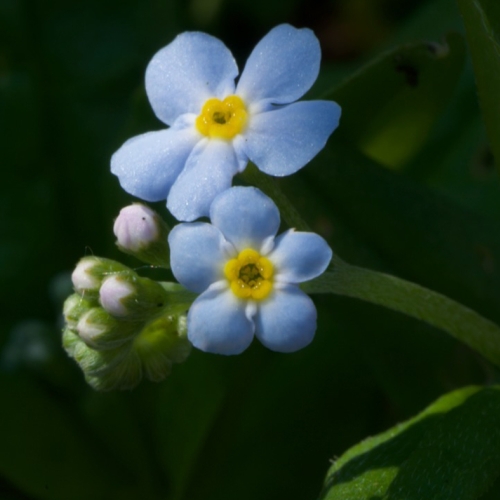 Adult Ed Photography Intermediate Digital