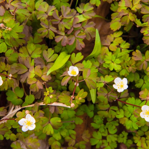 Adult Ed Photography Nature Forest