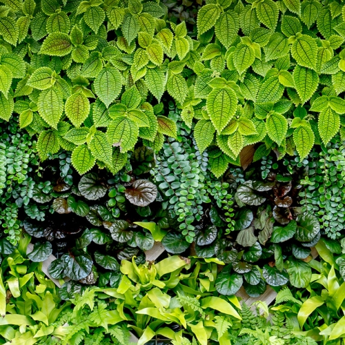 Patterned Gardens
