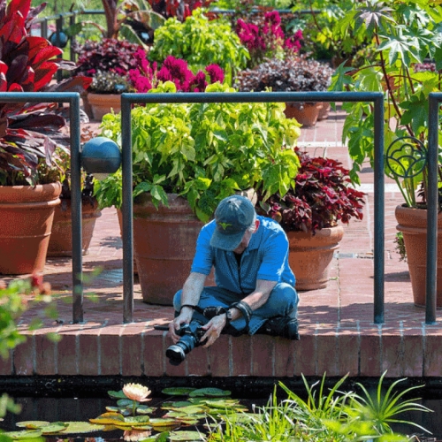 Adult Ed Photography Waterlilies Telephoto