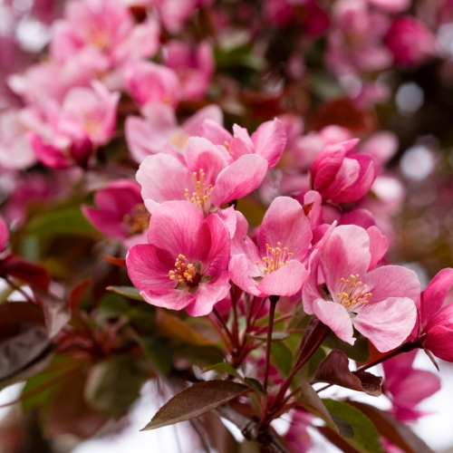 crabapple