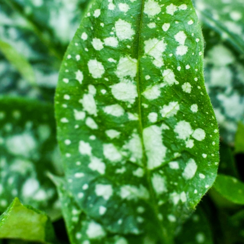 bethlehem sage