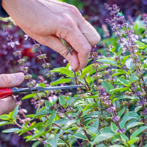 Deadheading basil