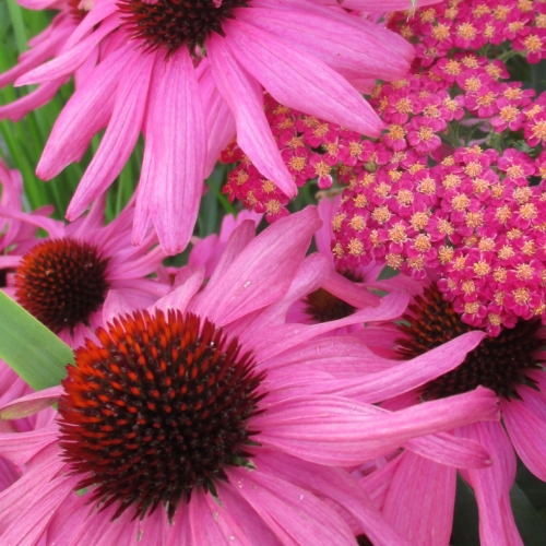 Adult Ed Garden Design Native Plants