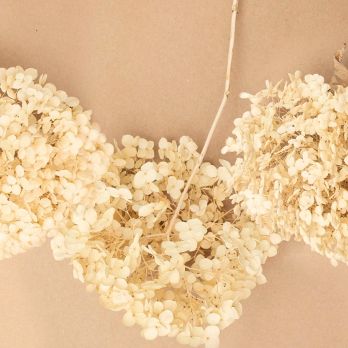dried hanging hydrangea