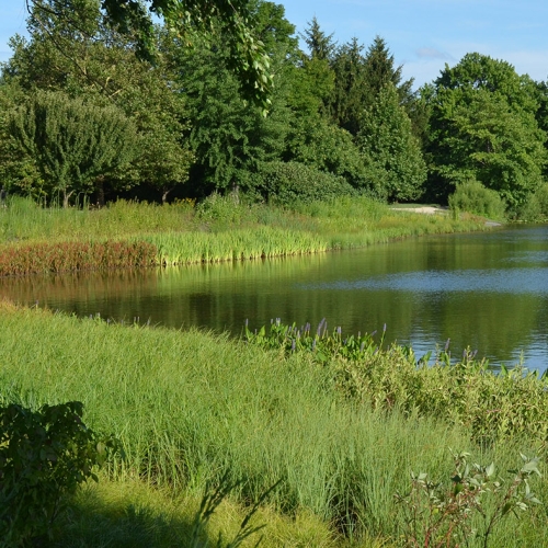Adult Ed Horticulture Shoreline restoration