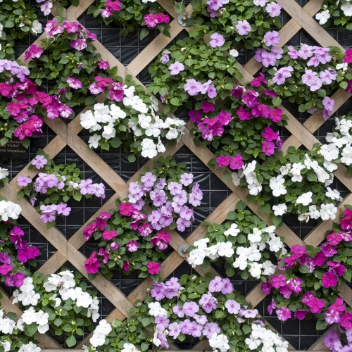 Adult Ed Horticulture Vertical Gardening