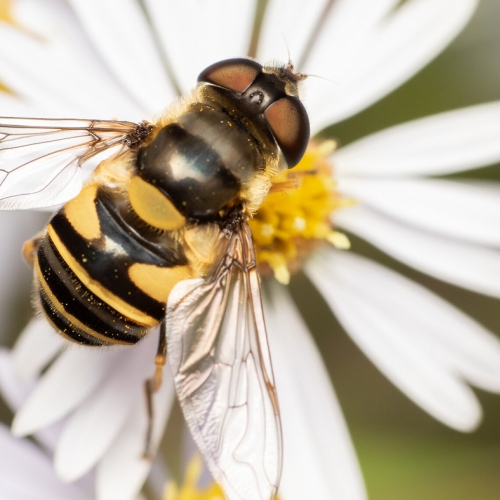 Transverse-banded flower fly