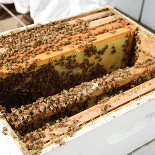 bee harvesting 