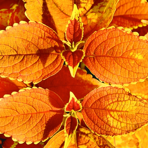 Plants and Color