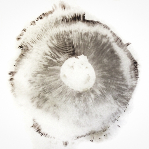 mushroom spore print pattern