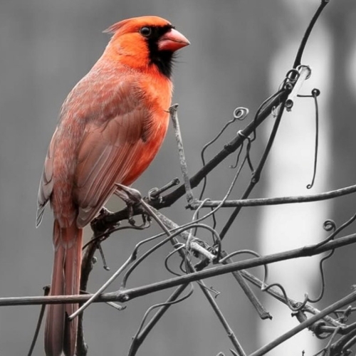 Adult Ed | Photography | Life in winter