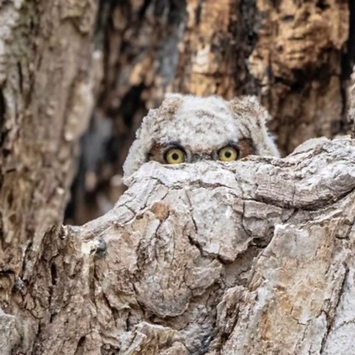 Adult Ed | Photography | Golden hour nature photography