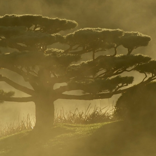 Photography in the Piet Oudolf Style