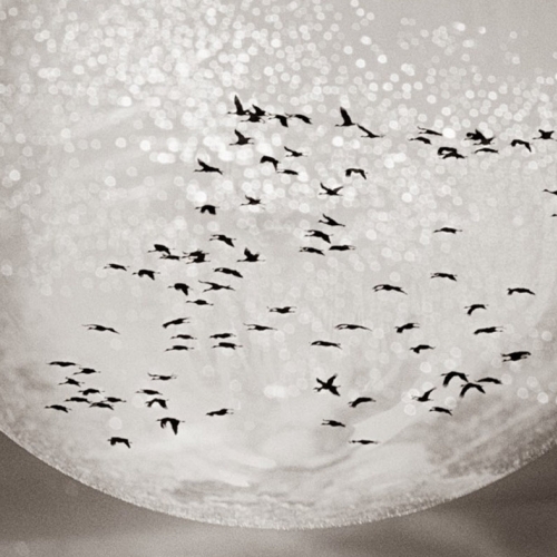 Adult Ed | Photography | Pictorialism in Photography