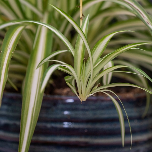 Adult Ed | Horticulture | Houseplant care