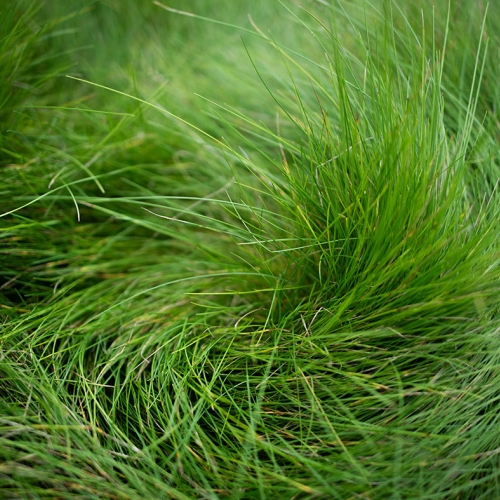 Adult Ed | Horticulture | Rethinking lawns