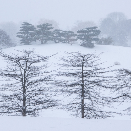 Learning Botanical Arts Winter