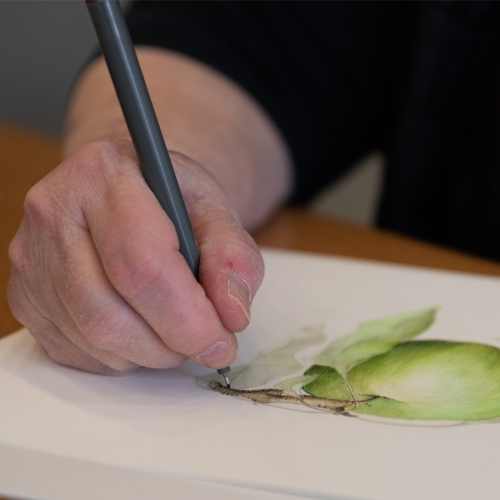 Learning Botanical Arts Ink Drawing