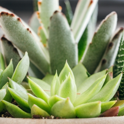 Learning Botanical Succulent Pot