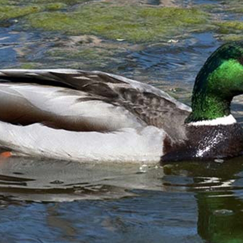 mallard duck