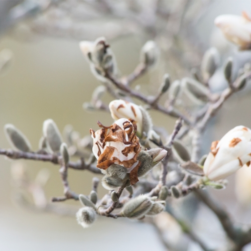 magnolia-winter-damage