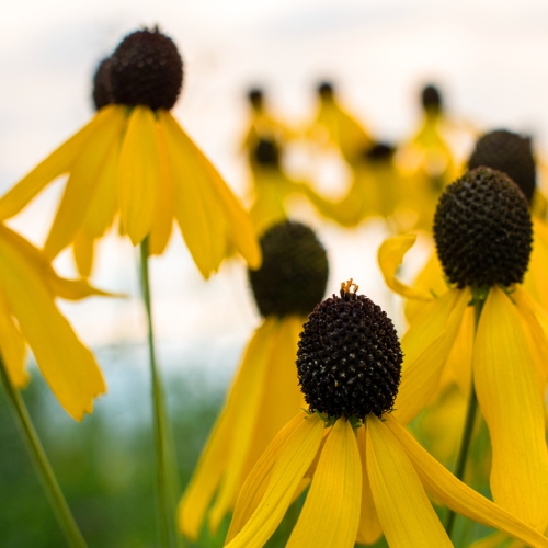 banner native flowers