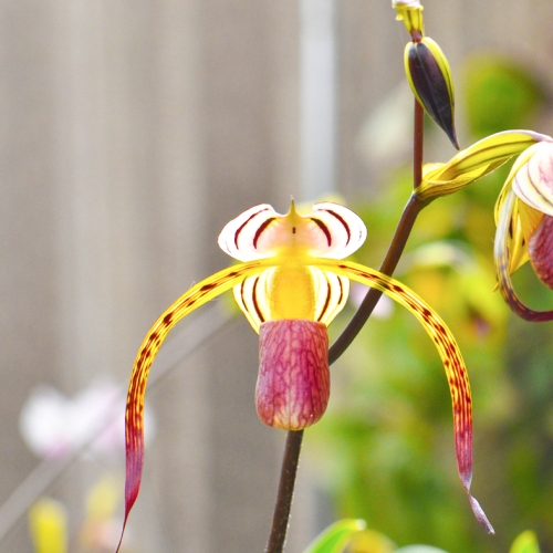paphiopedilum stonei