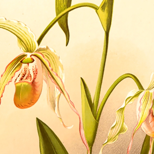 Rare Books – Slipper Orchids