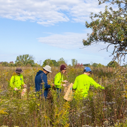 research team amplification program