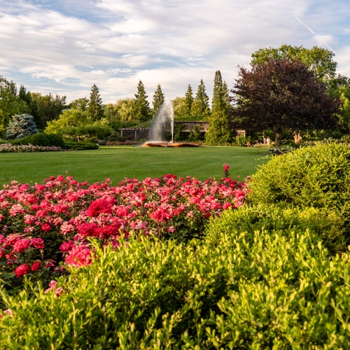 learning-wellness-yoga-rose-garden